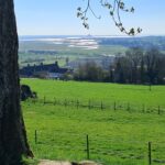 Homepage MSM Baum hinzu