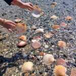 Homepage Muscheln hinzu